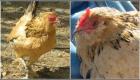 مرغ ۲۰ ساله زن میشیگانی پیرترین مرغ جهان شناخته شد