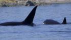 دو نهنگ اورکا، ۱۷ کوسه را کشتند!