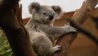 Vidéo..Un koala un peu trop curieux s’est introduit dans une station-service dans le sud de l'Australie