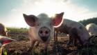تفشي حمى الخنازير الأفريقية في الفلبين