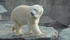  Danemark : une ourse polaire meurt électrocutée au zoo de Copenhague