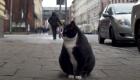 كيم كارداشيان "القطط".. "جاسيك" يجذب السائحين لمدينة بولندية