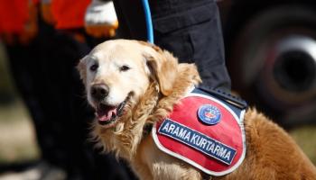 Arama kurtarma köpeği "Ocak"6 depremzedenin kahramanı oldu