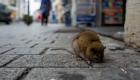 دراسة: الملايين من فئران نيويورك قد تكون مصابة بـ"كوفيد-19"