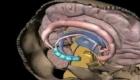 الدماغ قادر على تخزين مليون غيغابايت؟ مفاجأة عن "منطقة الذاكرة"