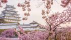 Au Japon , l’arrivée précoce des cerisiers en fleur est plus qu’inquiétante 