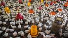 چرا ژاپن میلیون‌ها مرغ را معدوم کرد؟