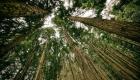 دانشمندان آمریکایی: گرمایش زمین بر نحوه رشد درختان اثر می‌گذارد