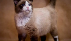 Dünyanın en yaşlı kedisi Daşun 26 yaşında öldü