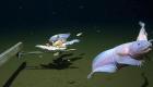 شنای یک ماهی در عمیق‌ترین نقطه اقیانوس؛ این گونه ماهی از خانواده حلزون ماهی‌هاست (+ویدئو)