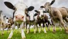 "حاصرات الميثان".. توجه بريطاني يحمي البيئة بتغيير حياة الماشية