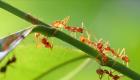رابطه جنسی مورچه، اکوسیستم جهانی را مختل می‌کند