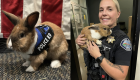 «پرسی» خرگوشی در آمریکا که افسر پلیس شد! (+تصاویر)