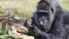 Dünyanın en yaşlı gorili doğum gününü kutladı