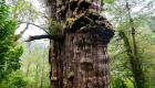 عمرها 5 آلاف سنة.. أقدم شجرة على الأرض تروي تاريخ تغير المناخ