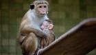 استفاده سریلانکا از میمون‌ها برای بازپرداخت وام ۷ میلیارد دلاری به چین!