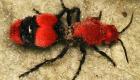 مورچه مخملی با نیشی سمی در بدن دیگر حشرات تخم‌گذاری می‌کند!