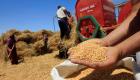 الحبوب في المغرب تقاوم سنوات المناخ العجاف.. 5.51 مليون طن خلال 2023