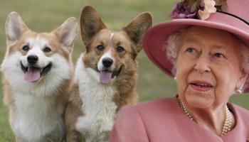 الملكة الراحلة وكلابها