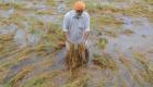التطرف المناخي.. كيف يدمر حقول الأرز ويهدد الأمن الغذائي؟ (خاص)