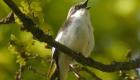 Le changement climatique affecte-t-il la reproduction des oiseaux ? (étude) 