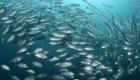 جحيم تحت الماء.. هكذا يهدد تغير المناخ الأسماك 