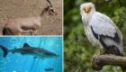 تراجع أعداد نصف الحيوانات على الأرض.. هل نفقد التنوع البيولوجي؟
