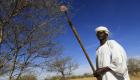 Guerre au Soudan: La gomme arabique menacée 