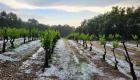  France/Orage de grêle : "les vignes ont été hachées menu, un an de travail perdu", se désolent des viticulteurs du Gard
