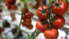 فوائد الطماطم.. تحسين الحالة المزاجية والحفاظ على سلامة القلب