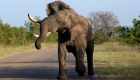ببینید| فیل‌های «تشنه» در کامرون باعث وحشت مردم شدند