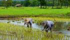 İklim değişikliği, dünyada pirinç krizine yol açabilir mi? 