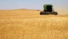 بعد زيادة المحصول.. سوريا تتوقع انخفاض واردات القمح إلى النصف في 2023