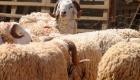 Algérie/Aid el Adha: une race de mouton à 30 millions de centimes à Batna