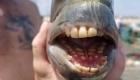 ماهی عجیبی که دندان‌هایش شبیه به انسان است! (+تصاویر)