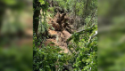 Muğla’da şelale yürüyüşü sırasında turistlerin üstüne ağaç devrildi: 1 Rus öldü