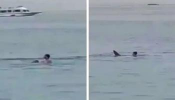 Egypte : Vidéo terrifiante d’un touriste mangé par un requin