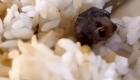 موش یا اردک؟ دانشجوی چینی در غذای خود کله جانور پیدا کرد!