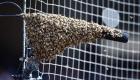 اتفاقی عجیب در آلمان؛ حمله زنبورهای وحشی مسابقه فوتبال را بهم زد!