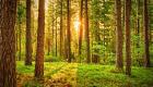 ماذا يخبئ المناخ للغابات؟.. الكوكب في خطر
