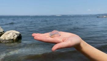 A Martigues, le retour précoce des méduses à cause du réchauffement climatique