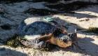 La journée mondiale des tortues marines célébrée à Dubaï (Vidéo)