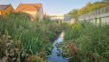 Changement climatique : « Renaturer » les cours d’eau, une solution d’avenir face à la catastrophe 