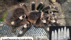 Marmaris'te, Polonya'dan gönderilen kargo paketinden 76 tarantula çıktı