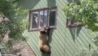 آویزان شدن خرس گرسنه‌ای که به دنبال غذا در یک خانه می‌گشت! (+ویدئو)