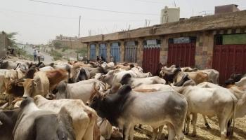ارتفاع أسعار الأضاحي في اليمن