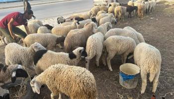 بيع المواشي في تونس