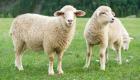 در آستانه عید قربان؛ قیمت گوسفند زنده در ایران چقدر است؟
