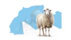 INFOGRAPHIE/Aïd al-Adha : prix moyens des moutons dans les pays du Maghreb