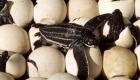 Espagne : des scientifiques  collectent des œufs de tortues caouannes menacées